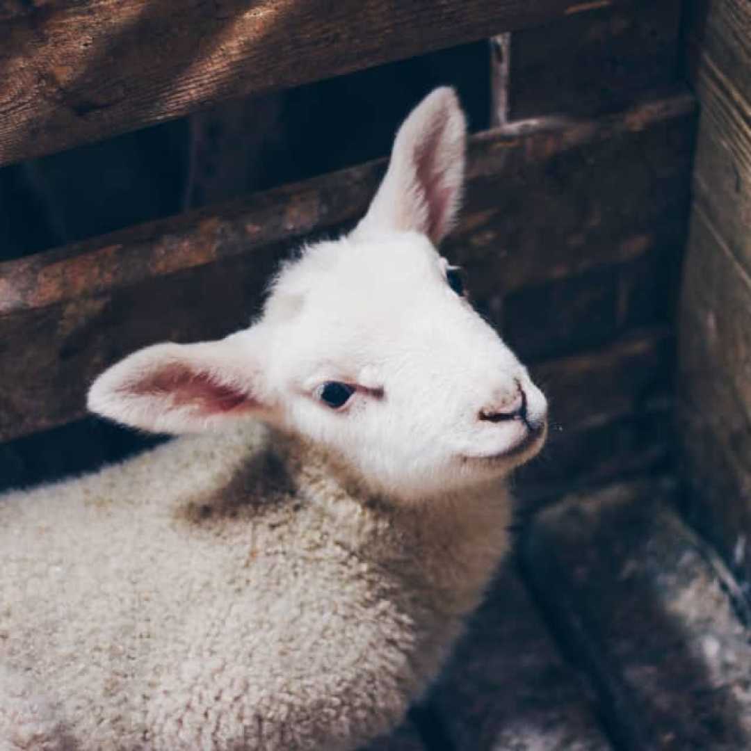 مدیریت پرورش گوسفند در محیط کوچک و بسته